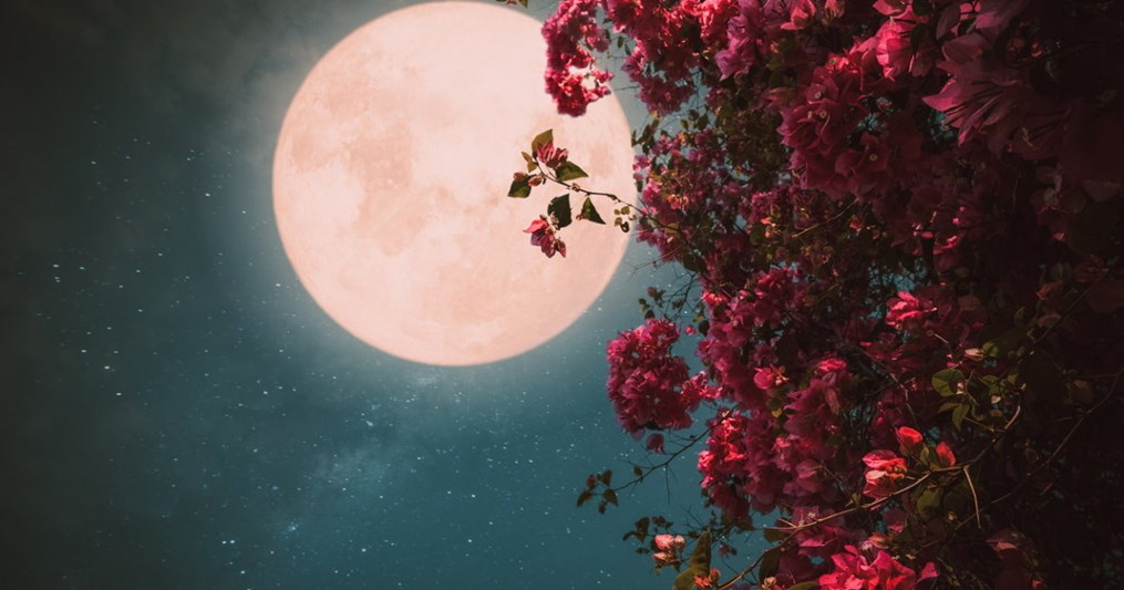 Pink Moon: Daily rituals for a harmonious life