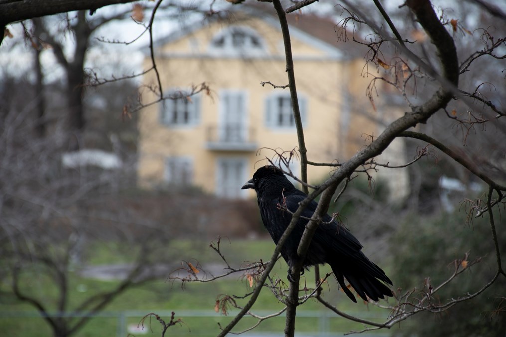 What is that crow trying to tell you?
